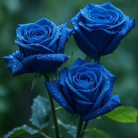Mixrug heirloom rose seeds in a garden display highlighting unique appeal