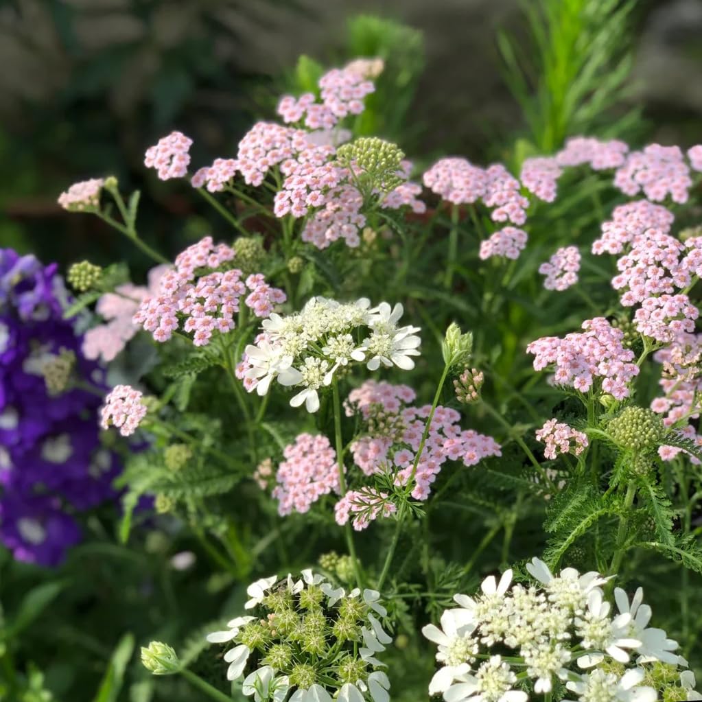 Mixrug heirloom yarrow seeds open-pollinated for heritage gardening and seed-saving.