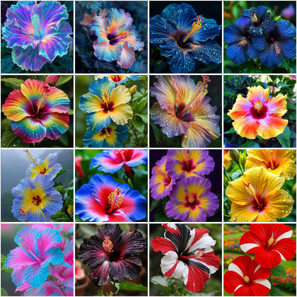 Mixrug hibiscus seeds pack featuring 115+ varieties for vibrant garden color