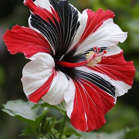 Mixrug hibiscus can reach up to fifteen feet in mild climates