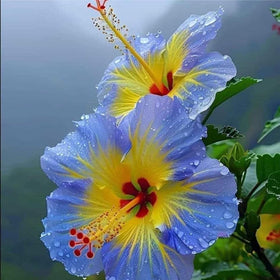 Mixrug multi colored hibiscus blooms bring tropical vibes to gardens