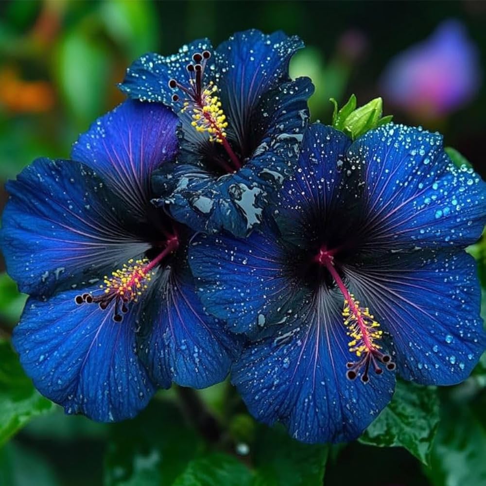 Mixrug hibiscus seeds prepared for transplant into sunny, moist soil