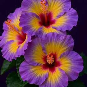 Mixrug hibiscus enhances walkways and borders with open space blooms