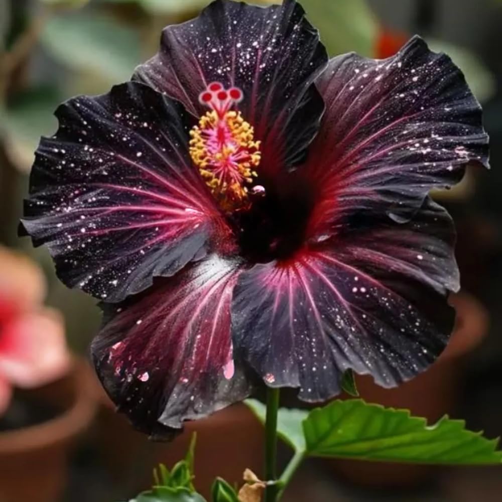 Mixrug hibiscus seeds complement wildflower mixes with bold color