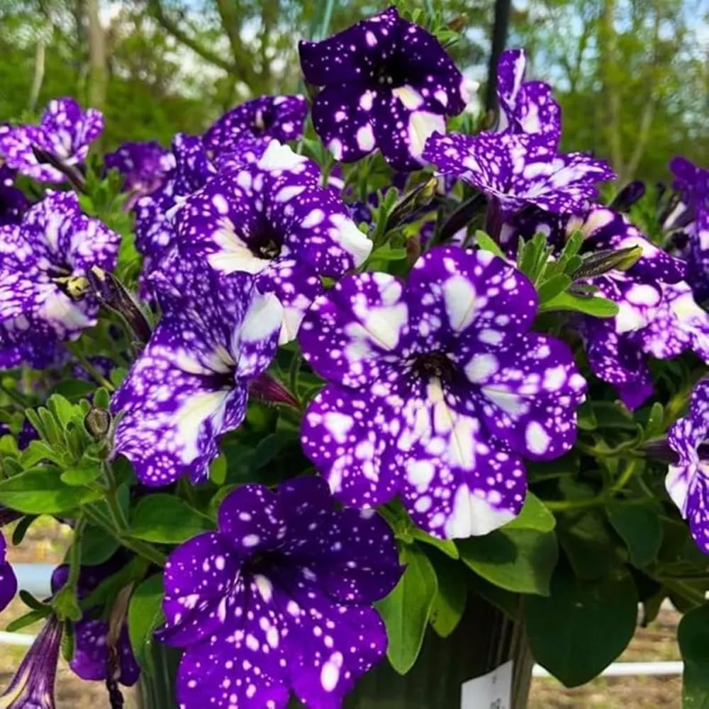 Mixrug seeds offer high germination for quick, robust garden growth