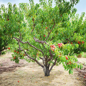 Mixrug peach seedling growing in a backyard for fresh peaches