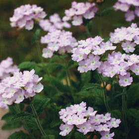 Mixrug home garden verbena bed image promotes vibrant cascading blooms.