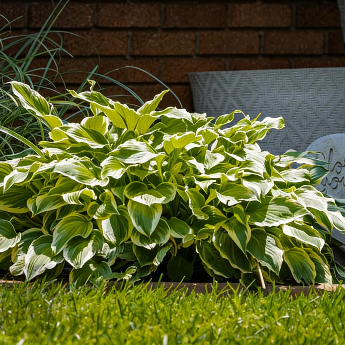 Hosta plants in containers by Mixrug provide balcony greenery.