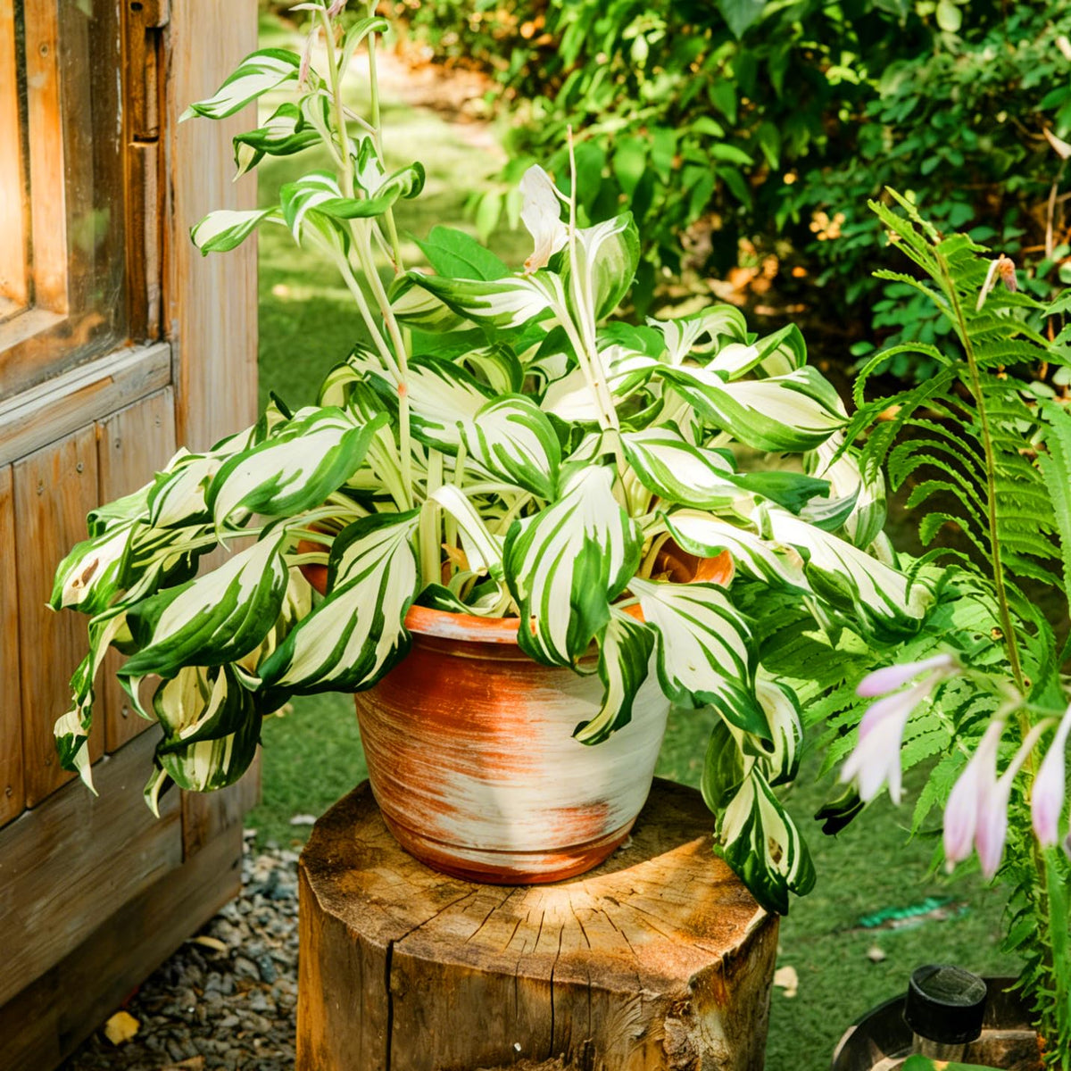Vibrant Mixrug Hosta leaves add texture to shade borders.