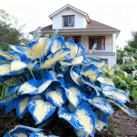 Mixrug Hosta Seeds collection ready to inspire diverse shade garden designs.