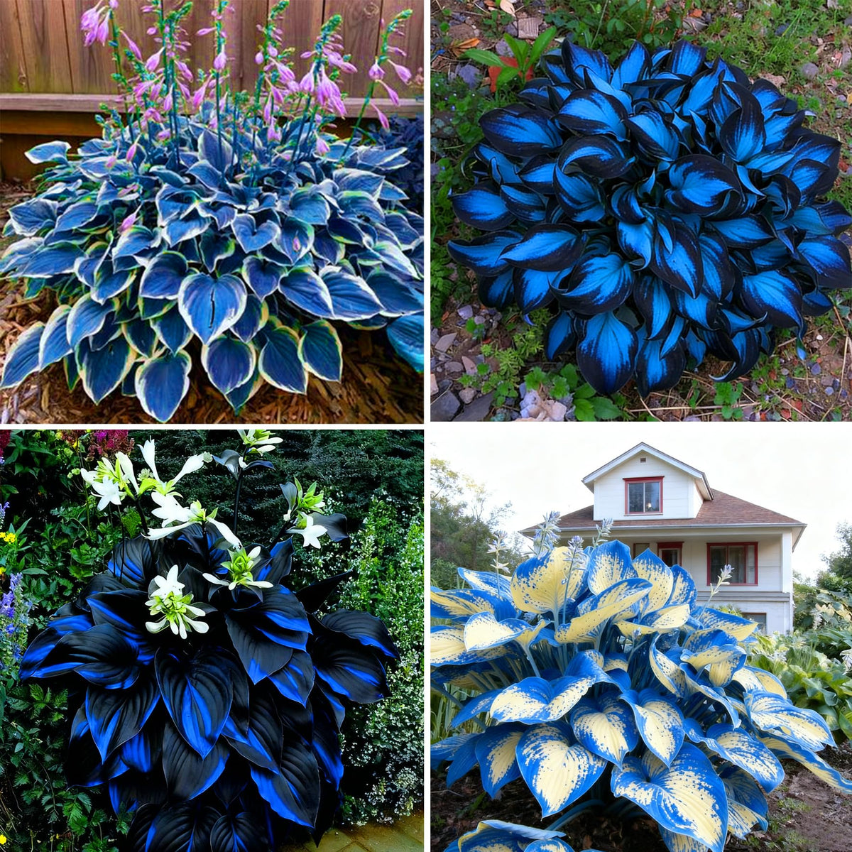 Mixrug Hosta Seeds package for easy planting in shaded gardens.