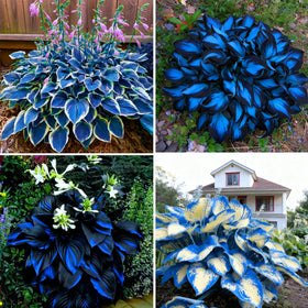 Mixrug Hosta Seeds package for easy planting in shaded gardens.