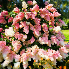Mixrug hydrangea leaves texture adds lush greenery to garden beds