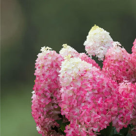Mixrug hydrangea seeds germination signals promising growth for beginners