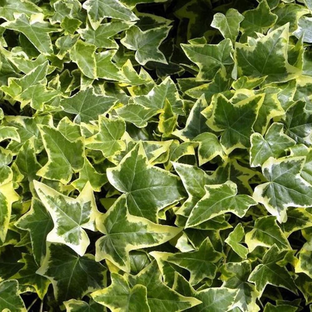 Mixrug ivy seeds brighten indoor hanging baskets and outdoor spaces