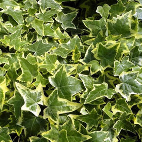 Mixrug ivy seeds brighten indoor hanging baskets and outdoor spaces