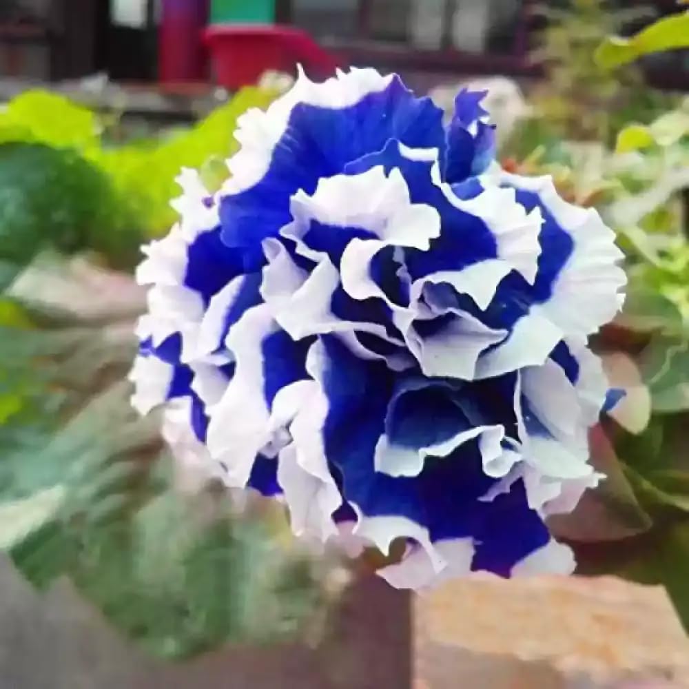 Mixrug indoor late winter sowing for spring petunia blooms