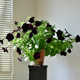 Mixrug Petunia seeds for indoor sowing before last frost