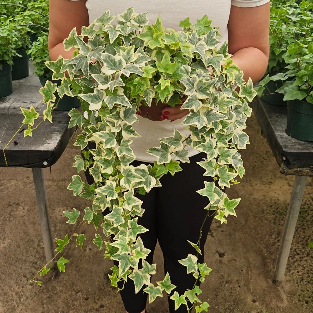Mixrug ivy climbing seeds ideal for walls, fences, and trellises