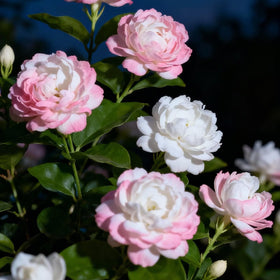 Mixrug jasmine blooms perfuming outdoor spaces with fragrant flowers.