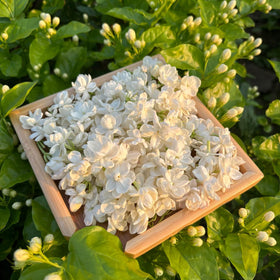 Mixrug jasmine bloom with pollinators attracting bees and butterflies.