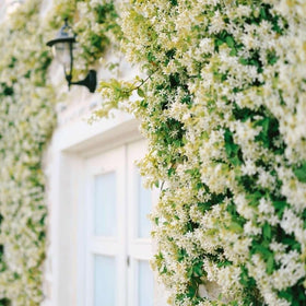 Mixrug jasmine blooms with light fragrance and white petals