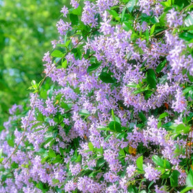 Mixrug jasmine climber bloom closeup of vibrant fragrant flowers.