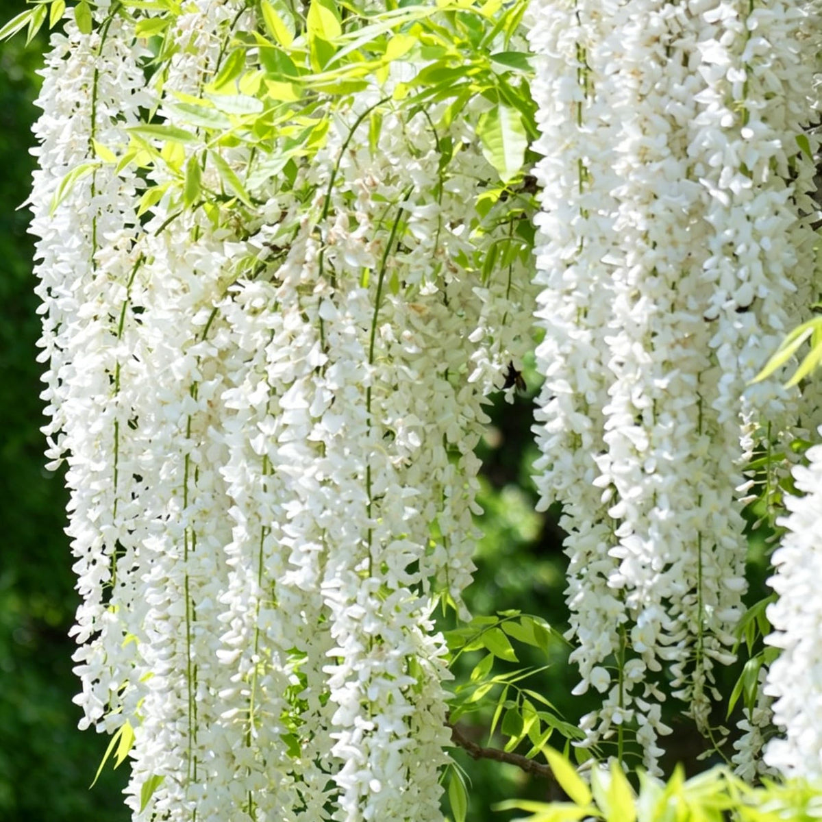 Mixrug jasmine climber thrives in warm sunlight with moderate watering for steady growth.