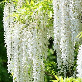 Mixrug jasmine climber thrives in warm sunlight with moderate watering for steady growth.