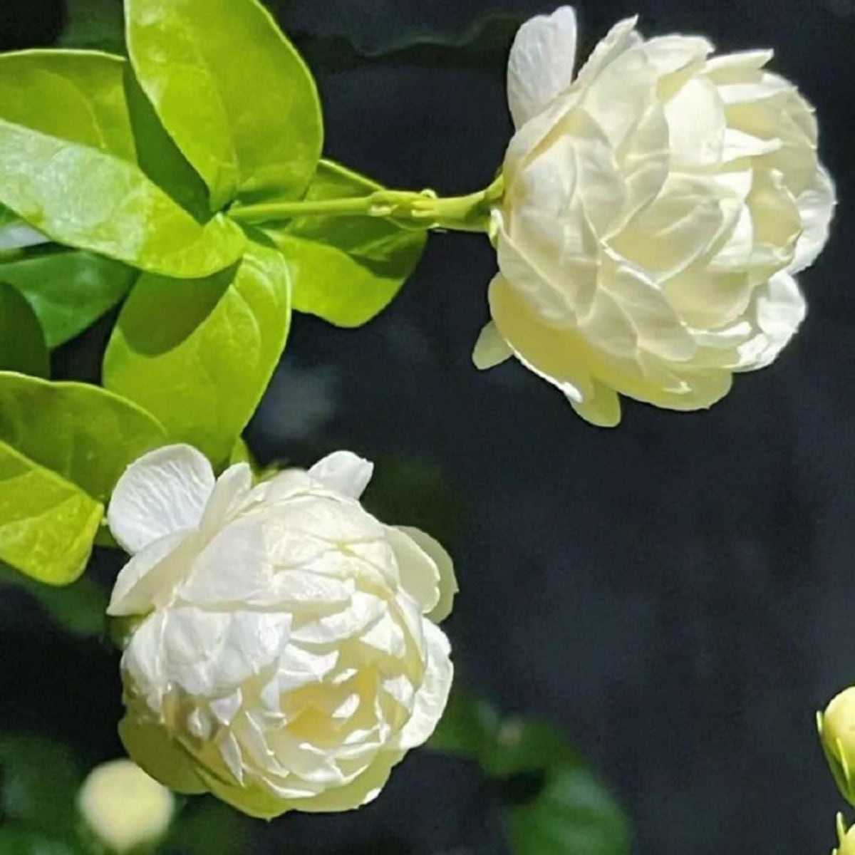 Mixrug jasmine suitable for containers and hanging baskets on patios.