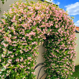Mixrug jasmine container planting ideal for pots and hanging baskets.