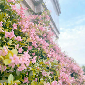 Mixrug jasmine groundcover border showcasing versatile garden edging.
