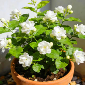 Mixrug jasmine in containers and hanging baskets for flexible balconies and patios