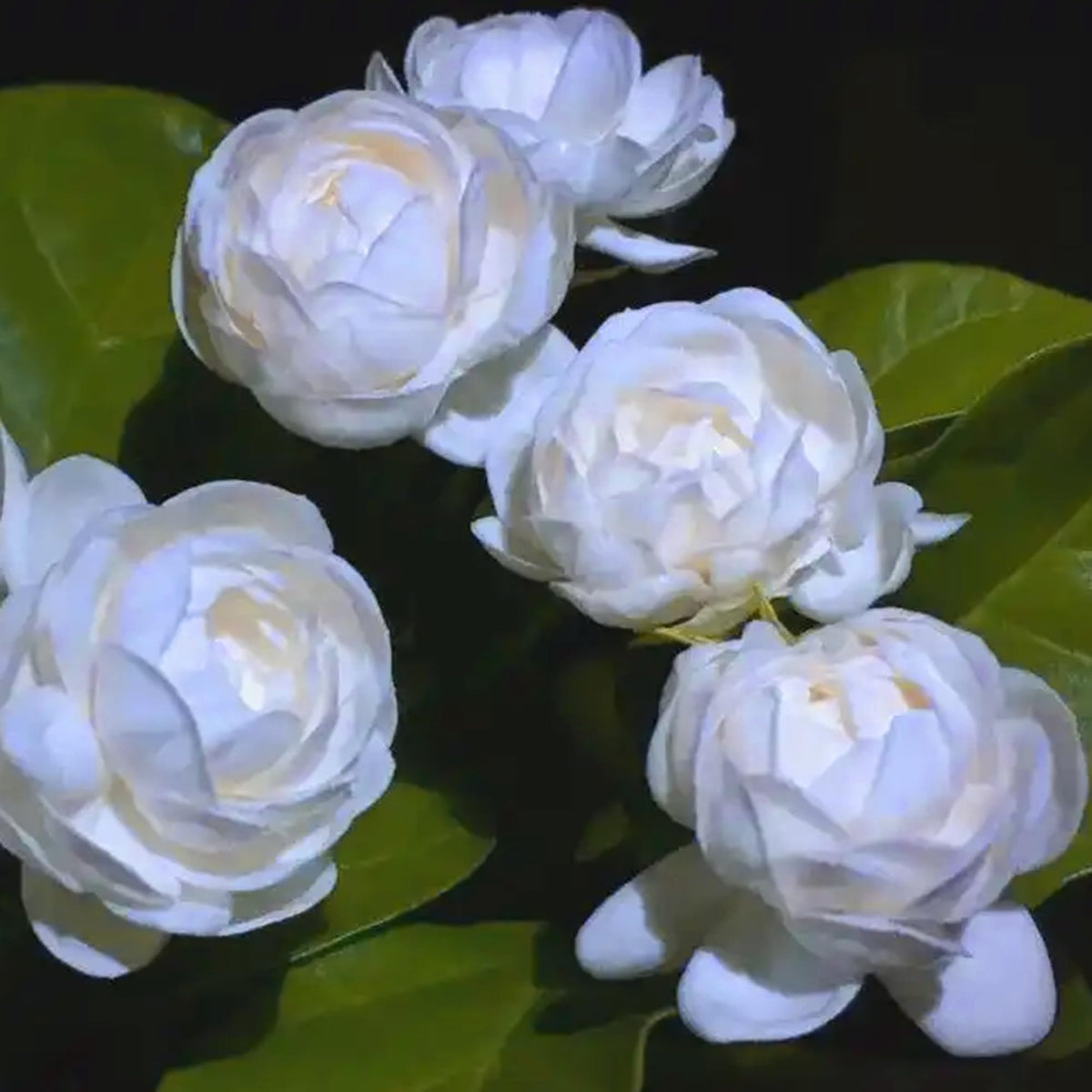 Mixrug jasmine attracts bees and butterflies, enhancing pollinator-friendly gardens.