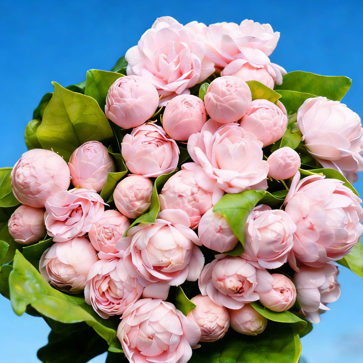 Sowing Mixrug jasmine seeds in loose, well-drained media supports healthy germination