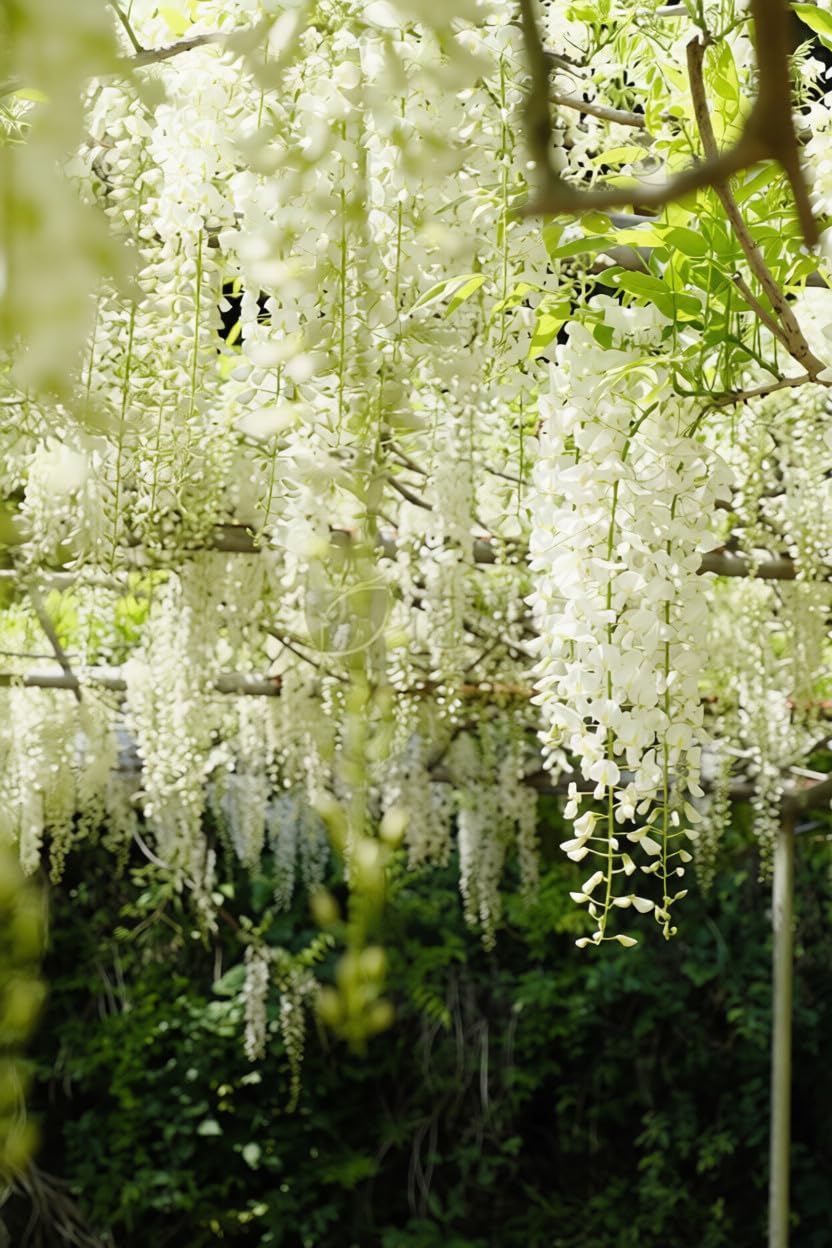 Mixrug jasmine seeds planted in soil showing initial climbing vines