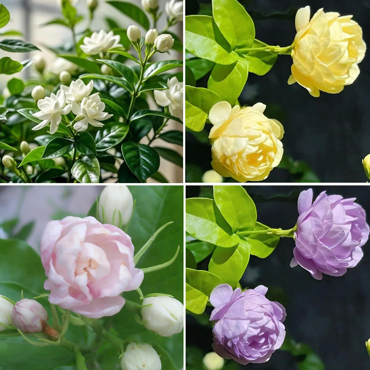 Mixrug jasmine seeds planting instructions for healthy germination and growth.