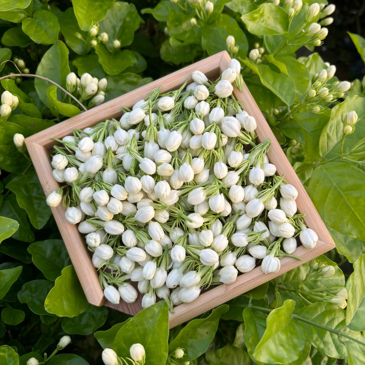 Jasmine vines climbing fences and borders enhance outdoor spaces with scent