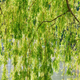 Mature-looking willow silhouette emerging as a landscape centerpiece powered by Mixrug seeds