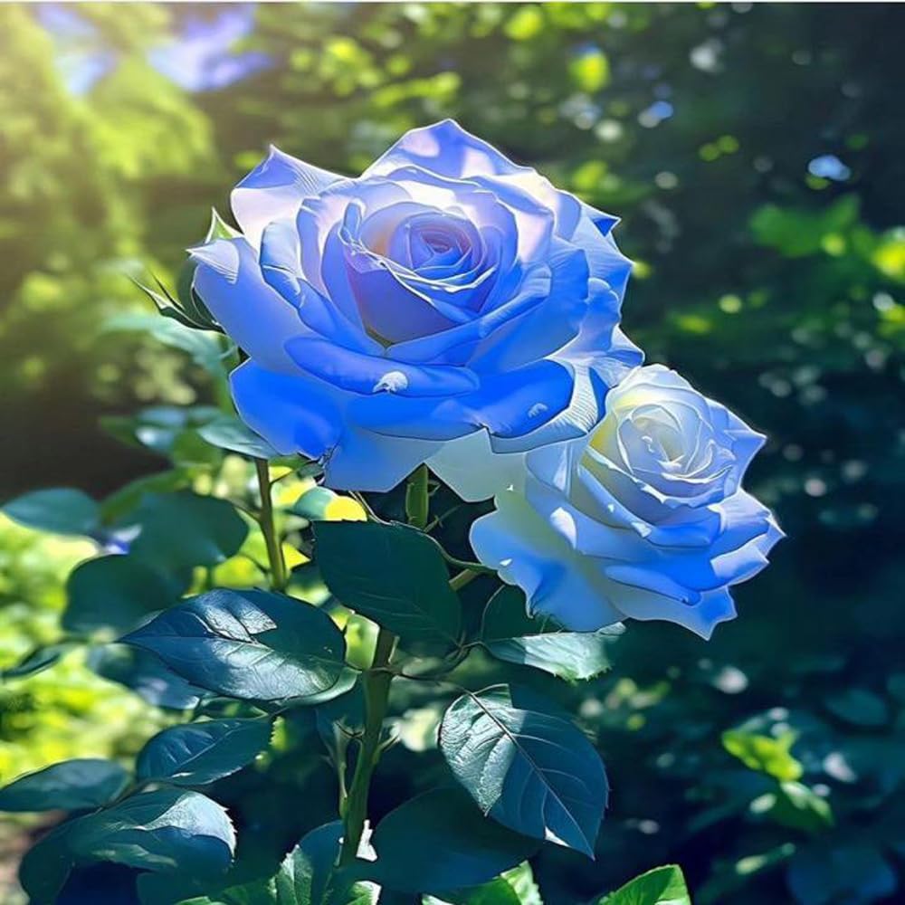 Mixrug large rose blooms up to eight inches for striking yard decor