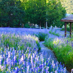 Mixrug lavender border garden demonstrates perennial edging for landscapes.