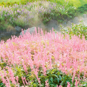 Mixrug lavender container display suitable for patios and balconies.