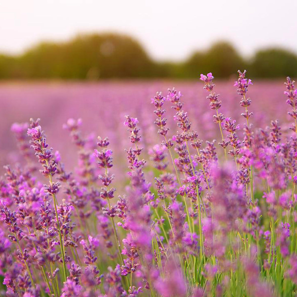 Mixrug lavender sachets and bouquets idea with fragrant dried flowers.