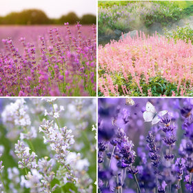 Mixrug lavender seeds pack for home planting and border color.
