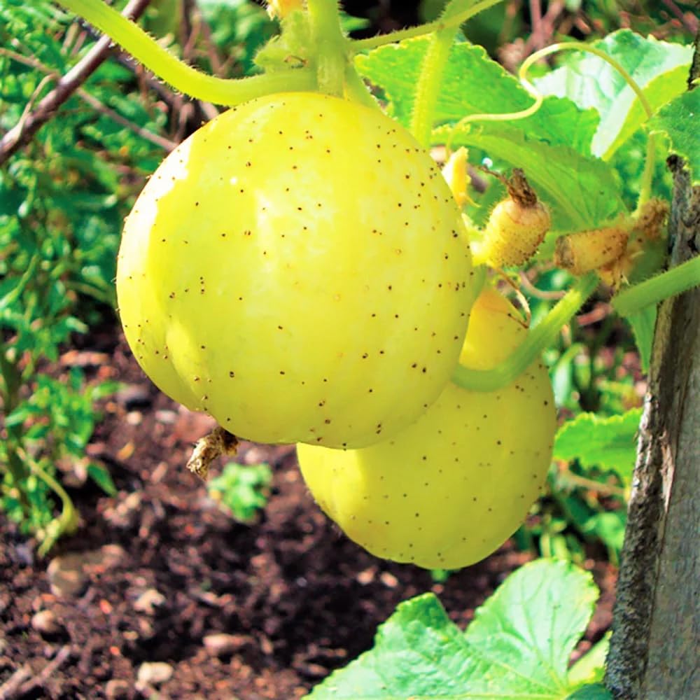 Mixrug lemon-yellow cucumber fruit ideal for salads and pickling