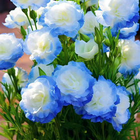 Sunlit lisianthus blooms attract butterflies and bees.