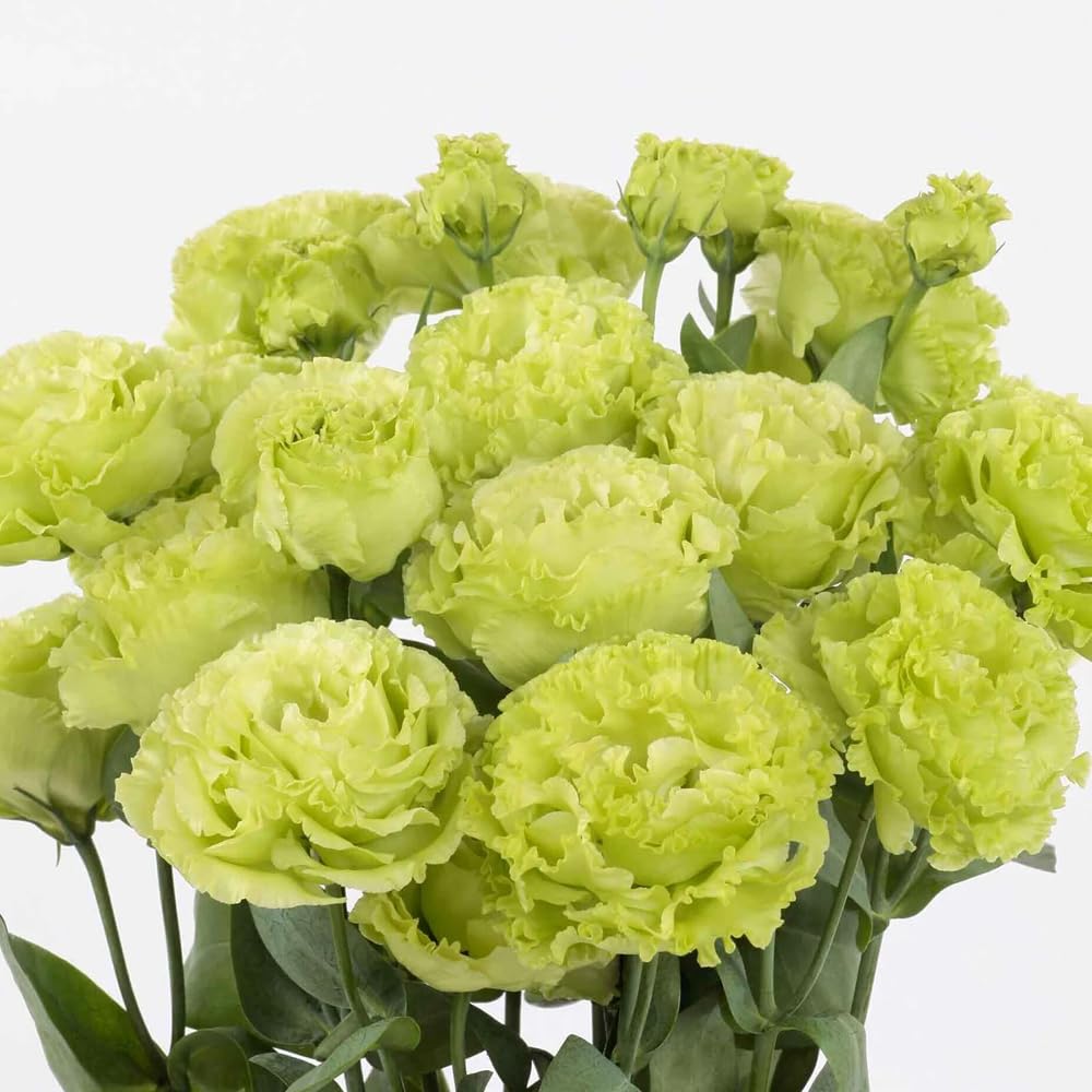 Mixrug lisianthus cut flowers for home arrangements