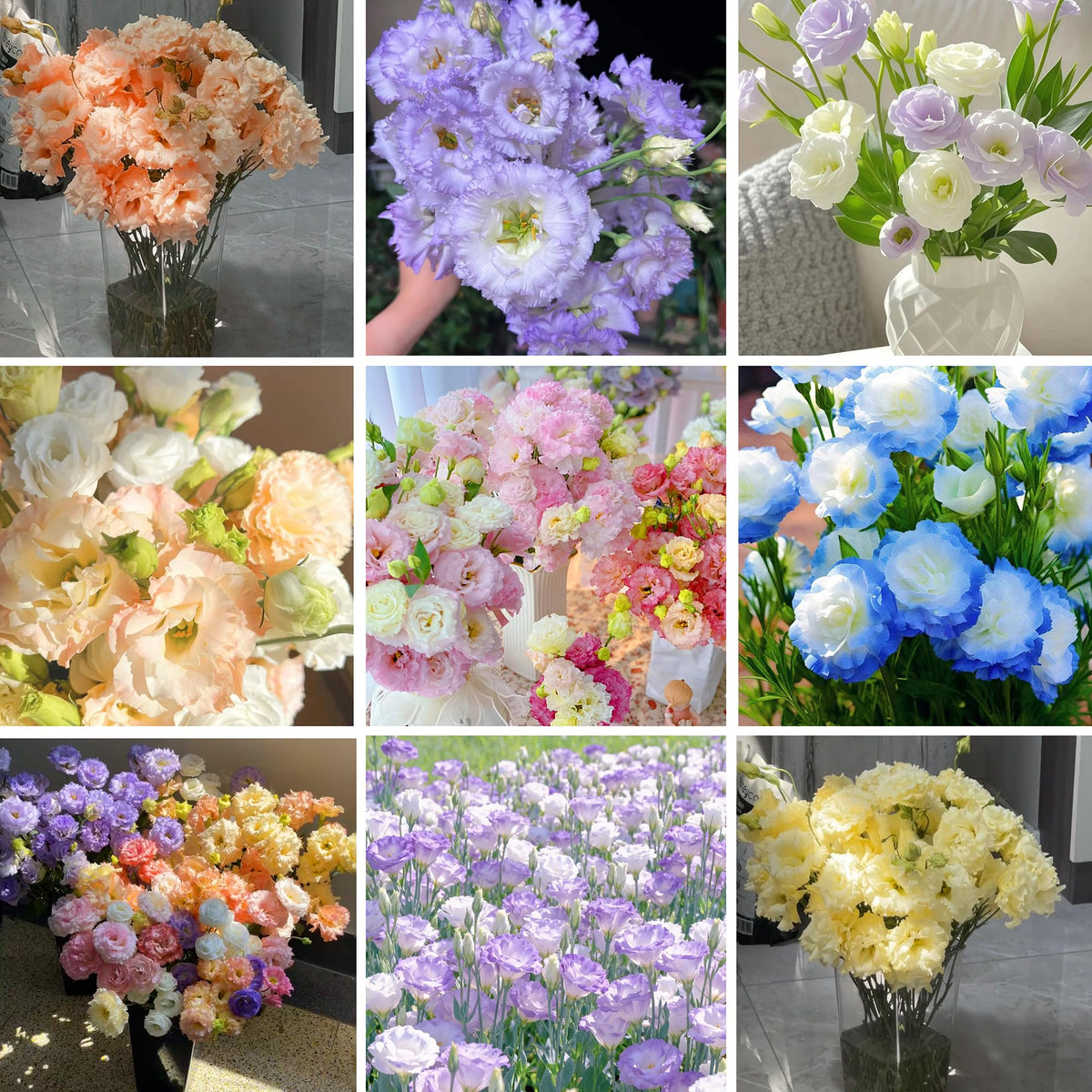 Perennial lisianthus thriving indoors or outdoors with sturdy stems.