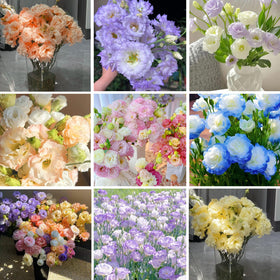 Perennial lisianthus thriving indoors or outdoors with sturdy stems.