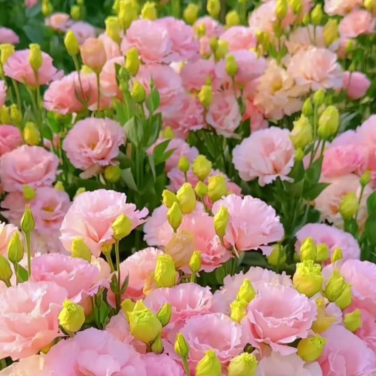 Lisianthus bed planting with lush, long-lasting blooms.